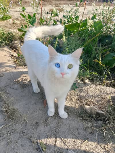 Persion Cat 2 coloured eyes