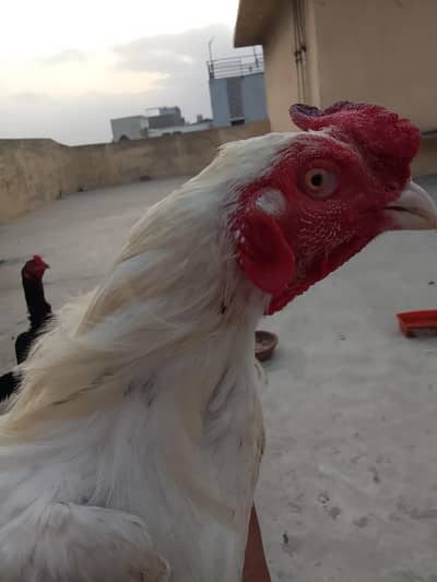 Heera breeder heeri pathi Cheena patha Mianwali madi