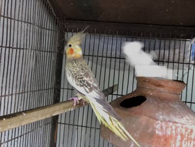 Cockatiel for sale!!