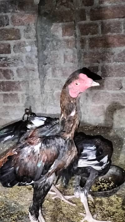 Aseel Home Breed