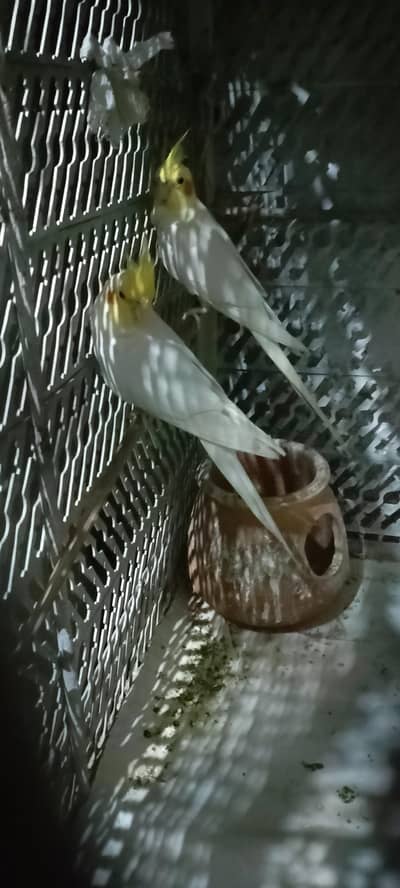 Cocktail Parrots For sale