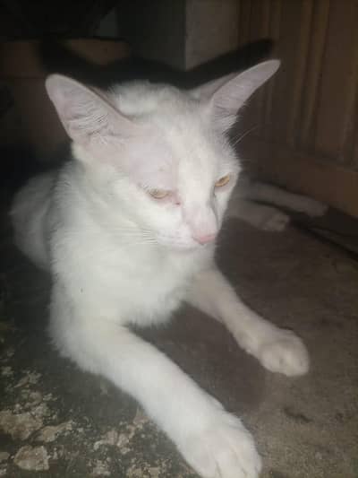 trained cat full White