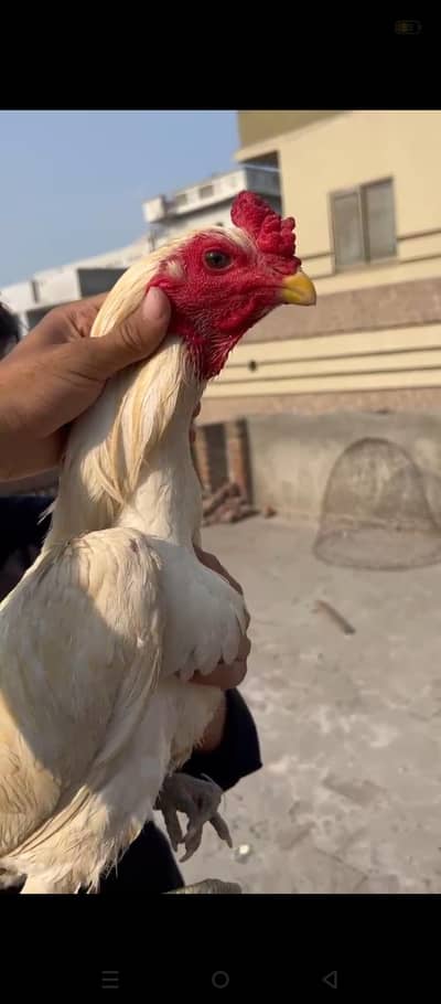 High Quality Birds 
