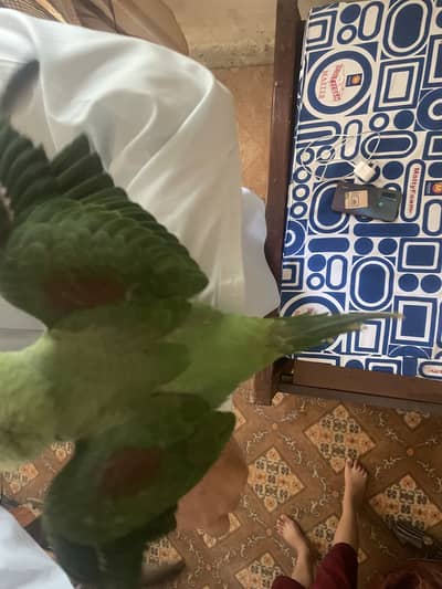 Raw home breed parrot