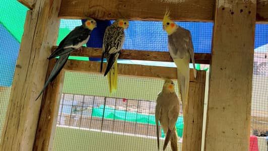 Cockatiel Bearding Pair