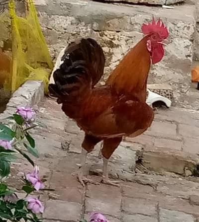 dasi hens male (nar) 0 3 1 3 3 846 755