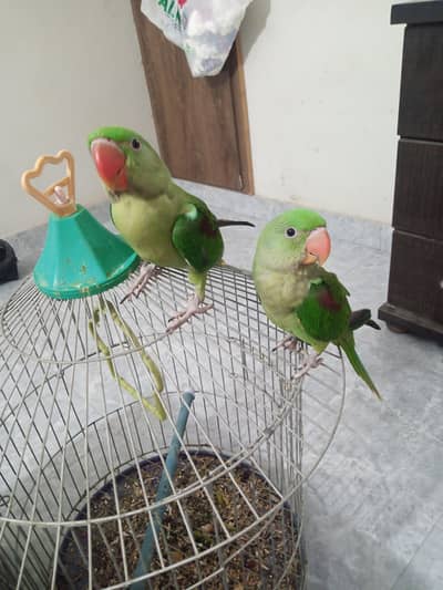 Alexander parrot