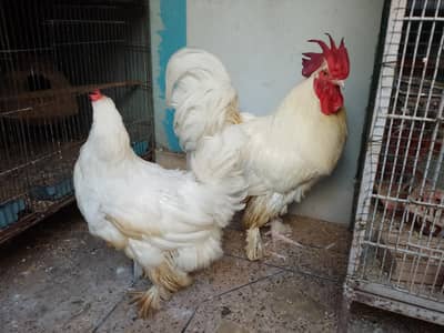 Golden puff White ma