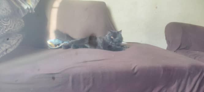 cat for sale