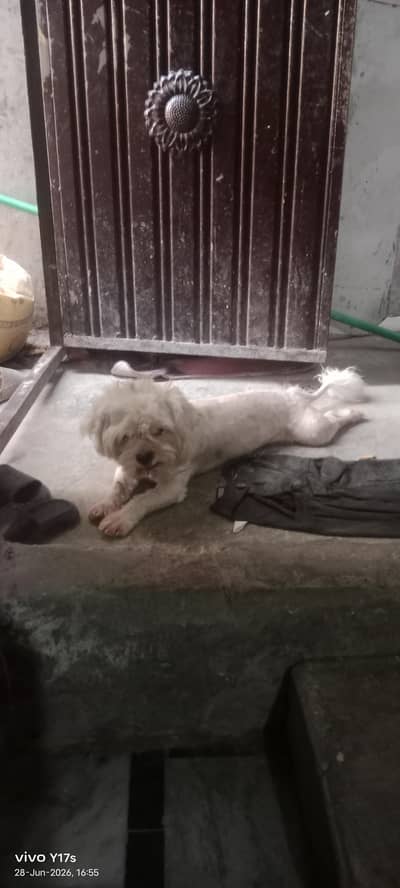 shitzu dog for sale toy breed so active