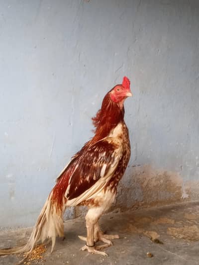 Aseel top quality male for sale