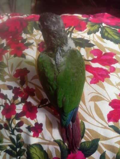 yellow sided conure