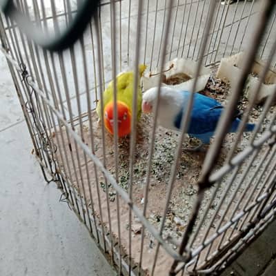 parrots