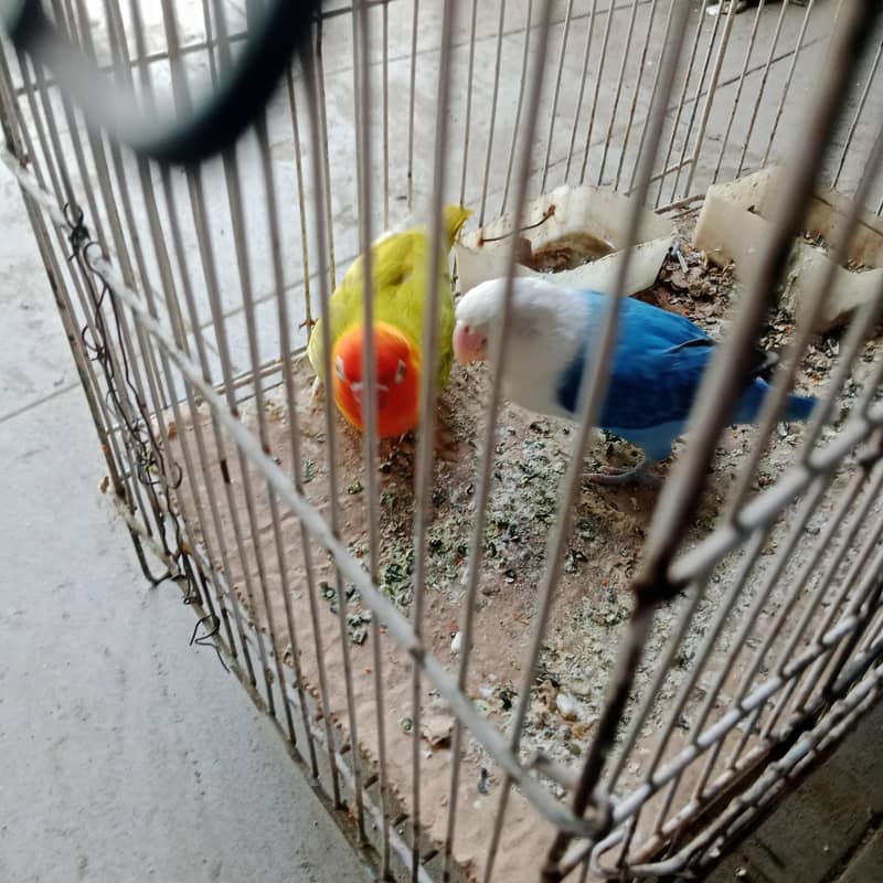 parrots 0