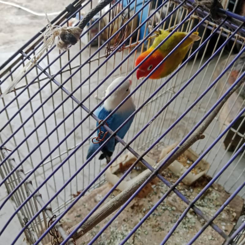 parrots 1