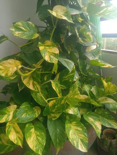 Mamy plant