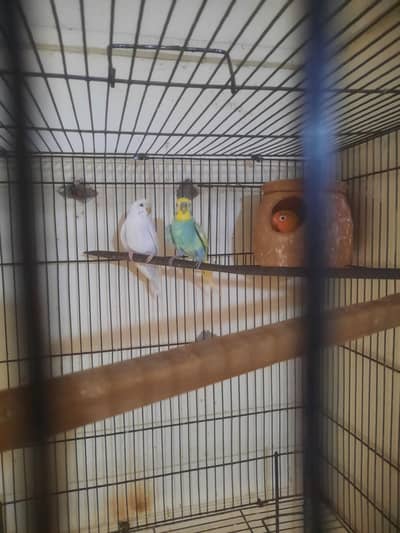 2 lovebird and 1 Australian pair