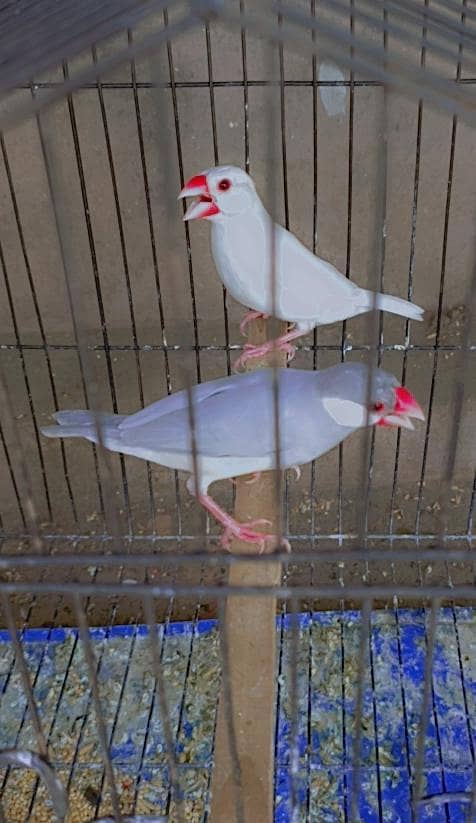 Java Finch 0