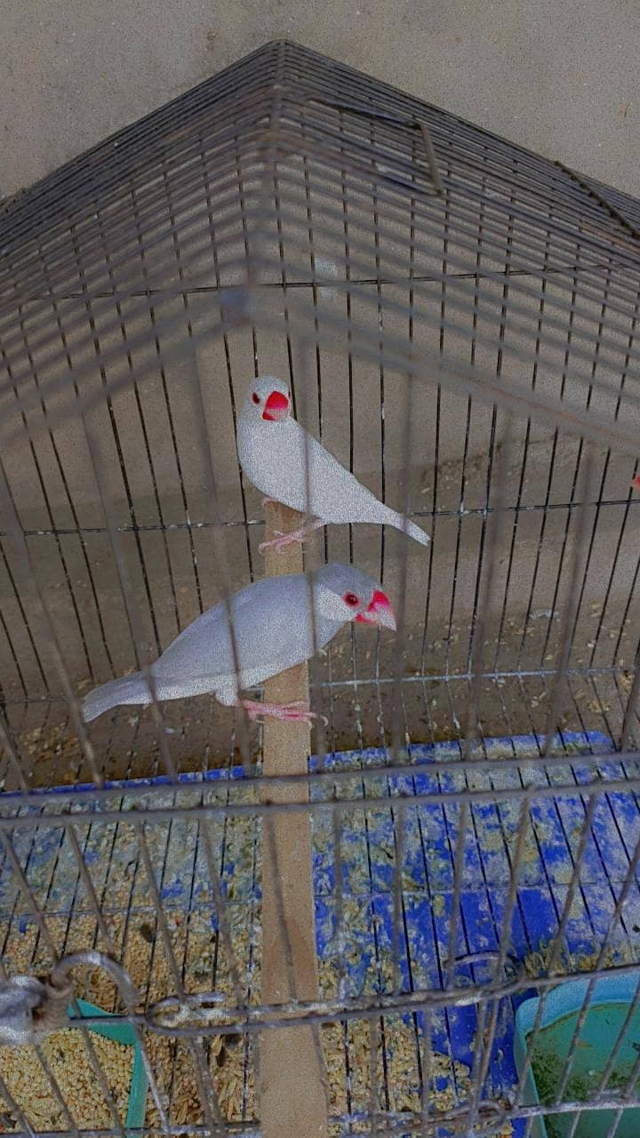 Java Finch 1