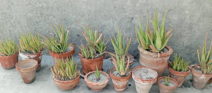 plants