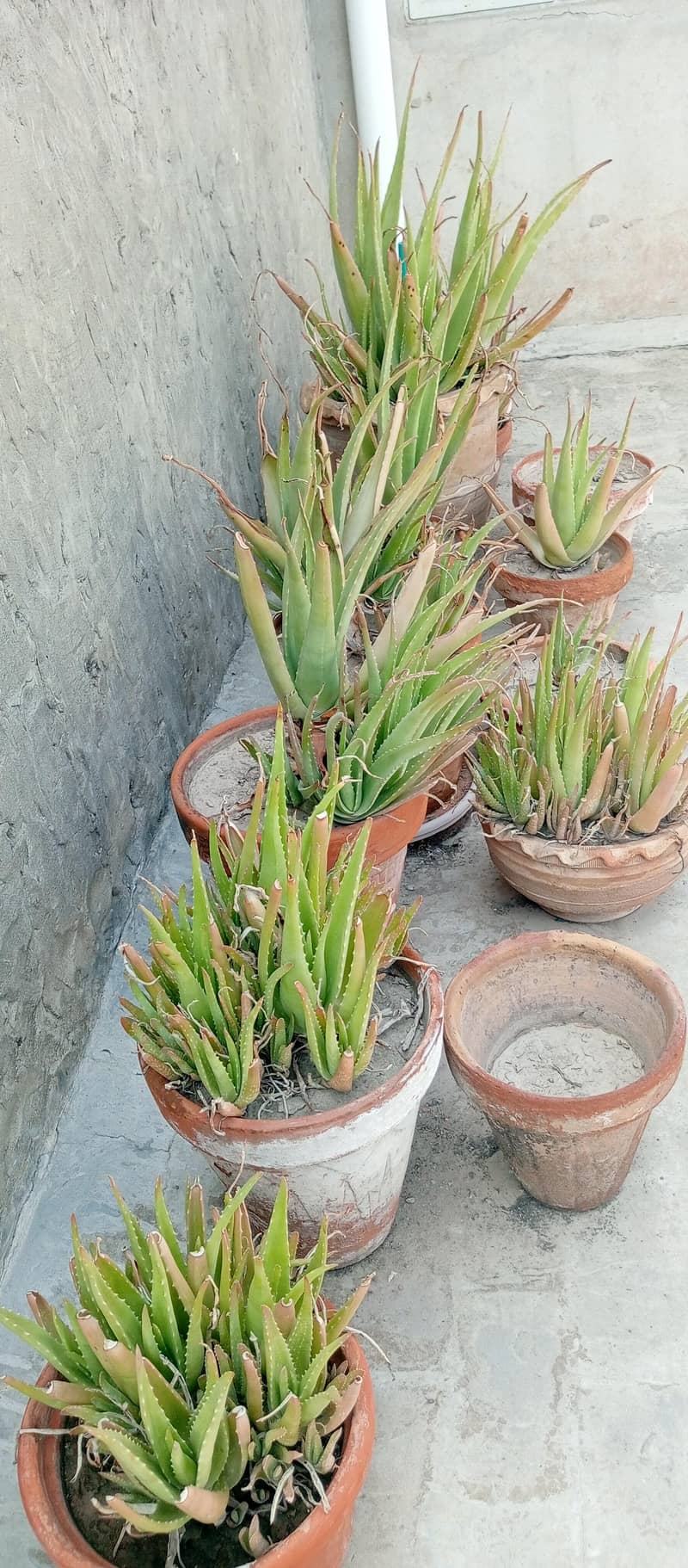 plants 1