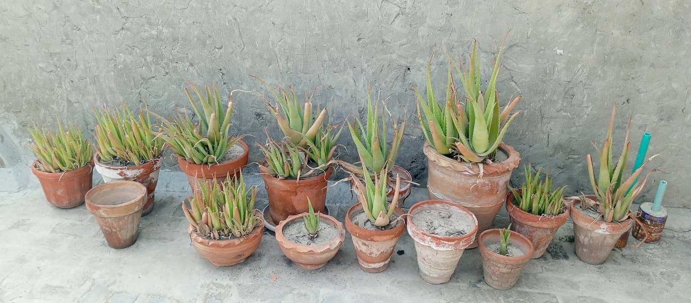 plants 3