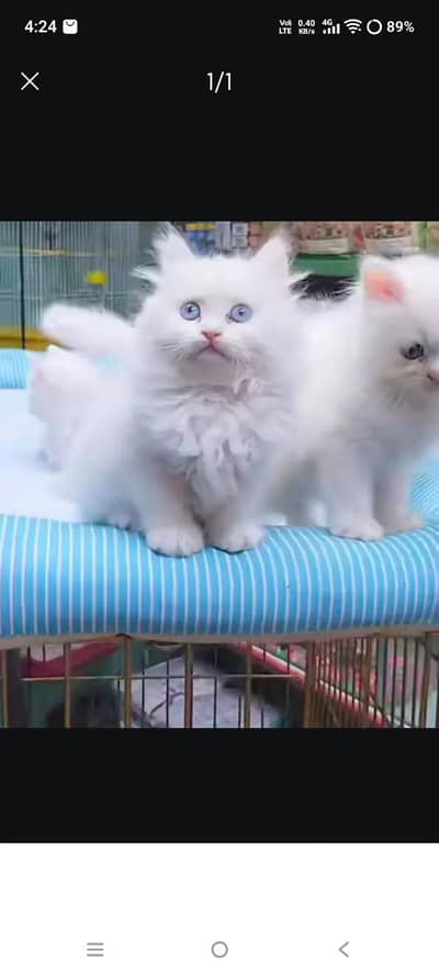 Persian kitten triple Cot for sale. My WhatsApp 03444548868