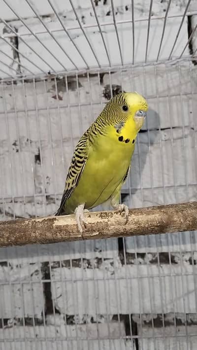 black face split male 1700