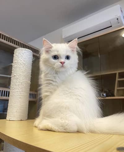 Triple coated persian kitten