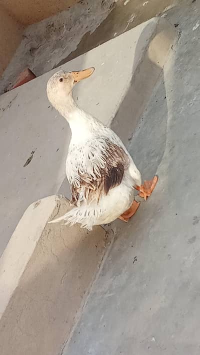 duck for sale