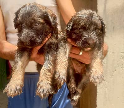 German shepherd puppies