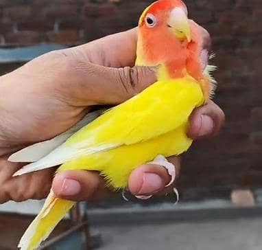 lovebird urgent sale exchange possible