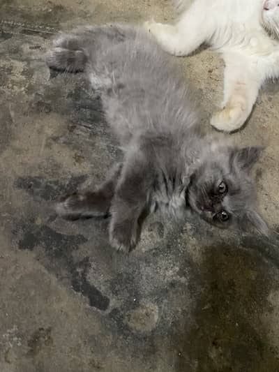 percian cat