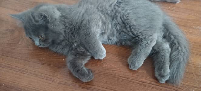 Persian Triple Coat fully trained Female kitten.