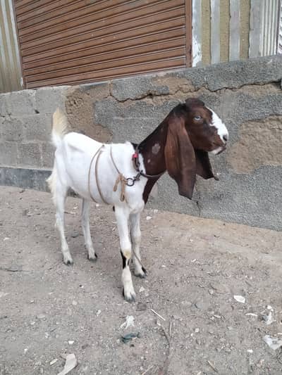 bakri