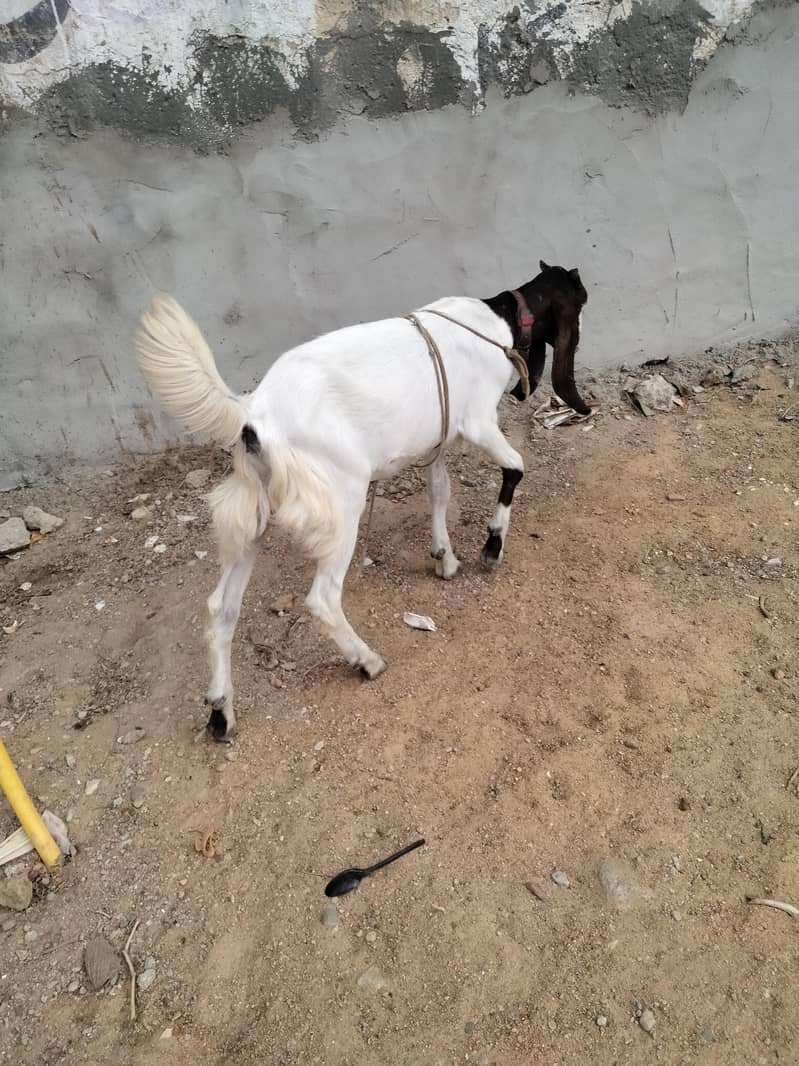 bakri 1