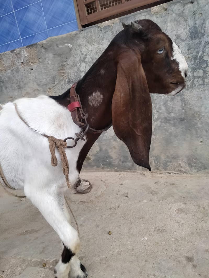 bakri 2