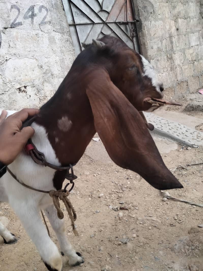 bakri 3