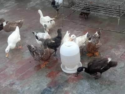 ducks breeder male female