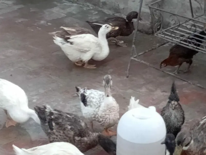 ducks breeder male female — photo 2