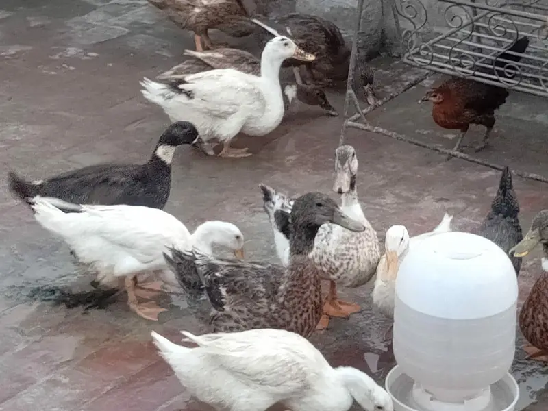 ducks breeder male female — photo 3