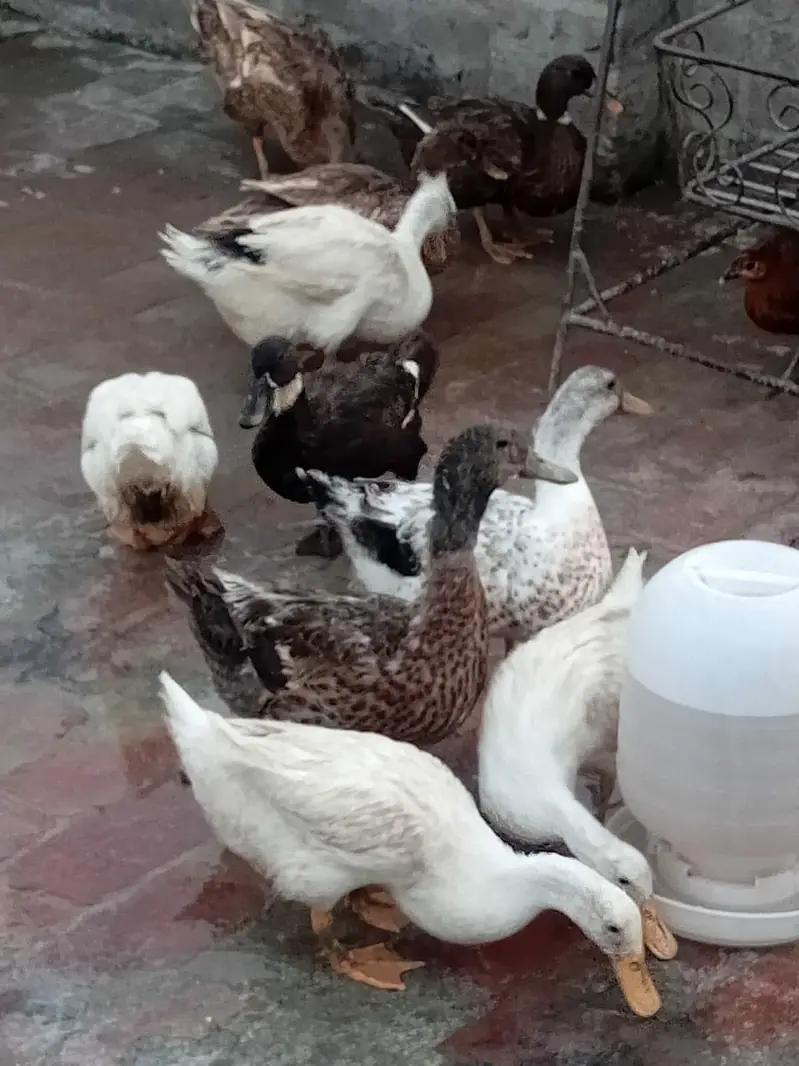 ducks breeder male female — photo 4