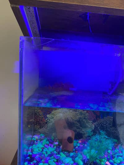 fish aquarium for sell