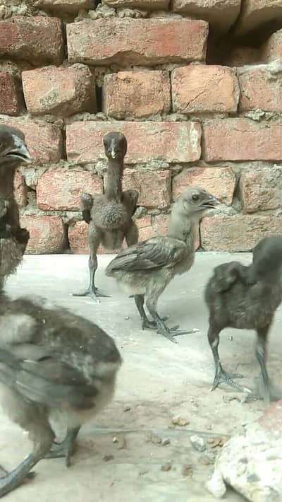 pure dragon blue and black chicks available