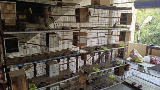 15 pairs for sale alongwith breeding cages