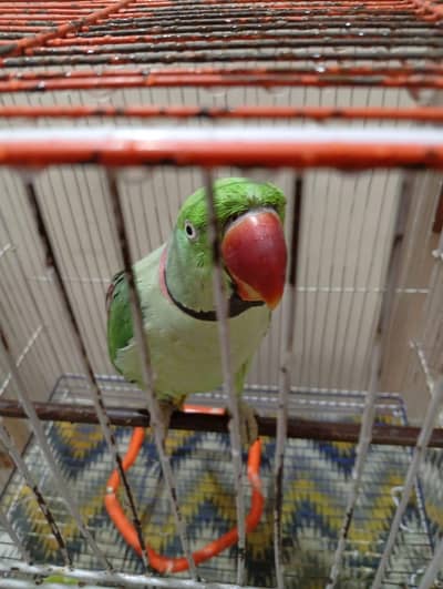 Kashmiri pahadi Parrot – Healthy & Active | Rs 39999