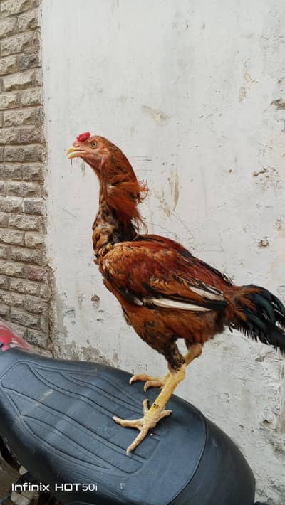 aseel cocker for sale male and female