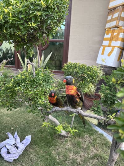 Olive swinson rainbow lorikeet