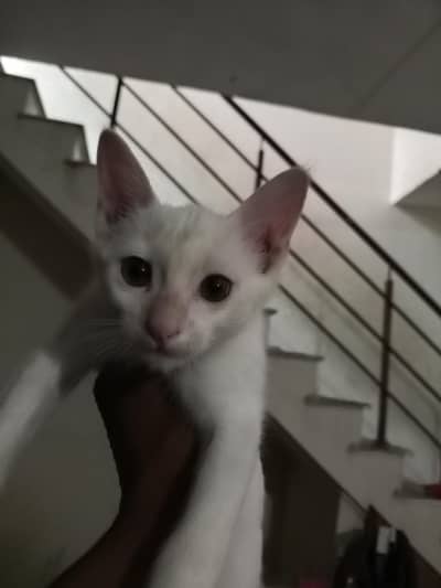 Persian hai trimer Kia huwa ahi