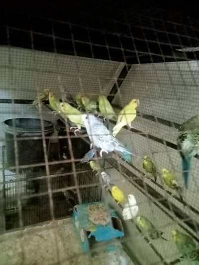 بجری پیرٹس فار سیل